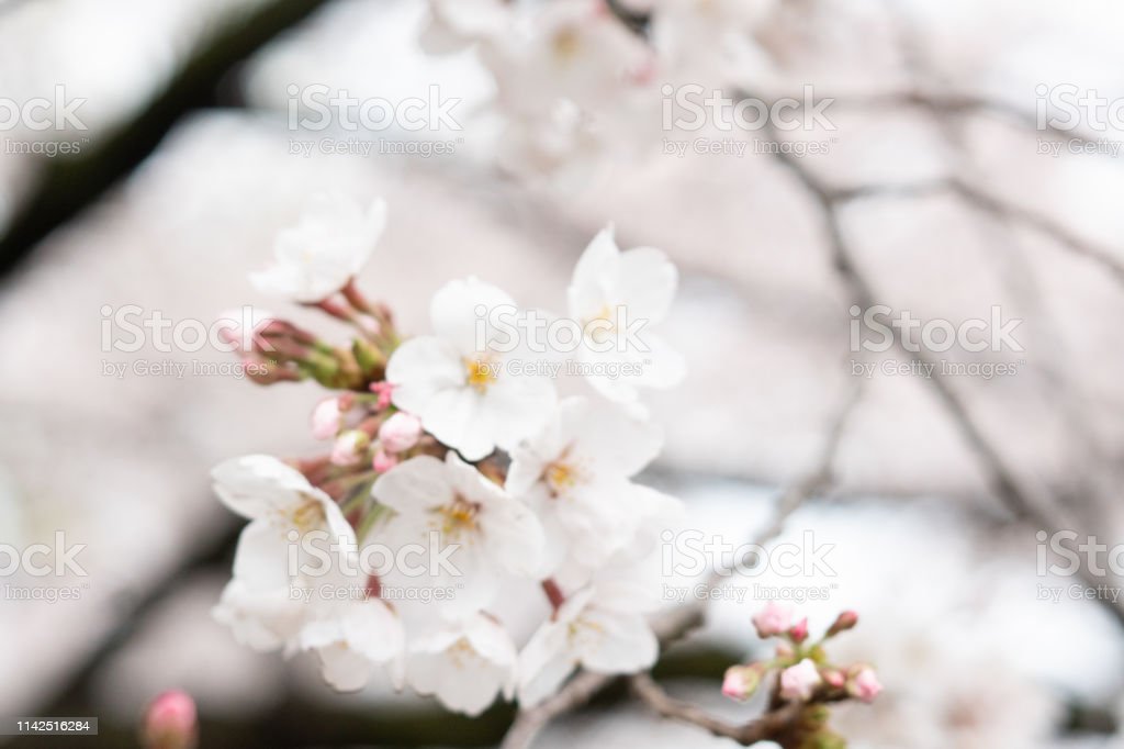 Detail Gambar Pemandangan Alam Bunga Sakura Nomer 35