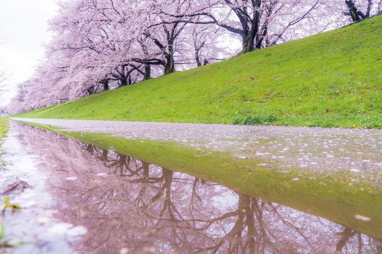 Detail Gambar Pemandangan Alam Bunga Sakura Nomer 43