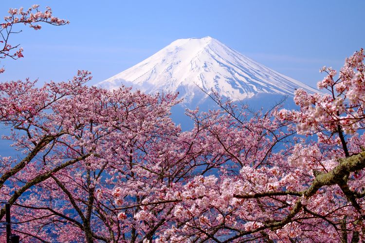 Detail Gambar Pemandangan Alam Bunga Sakura Nomer 44