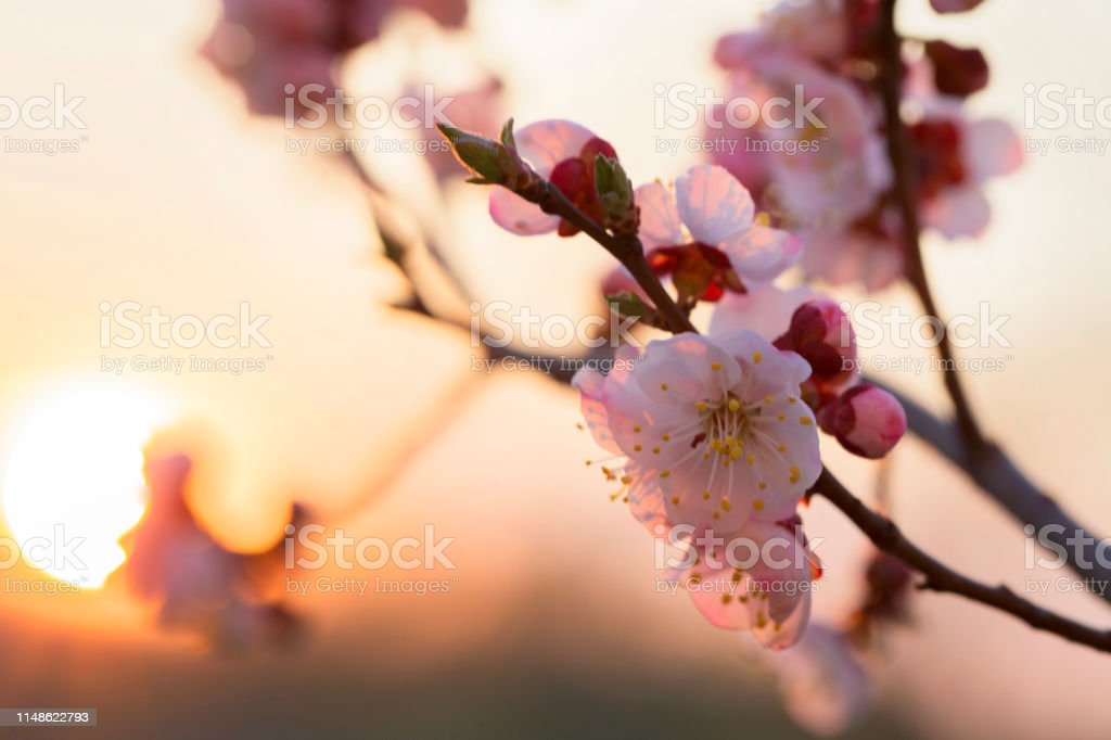 Detail Gambar Pemandangan Alam Bunga Sakura Nomer 45