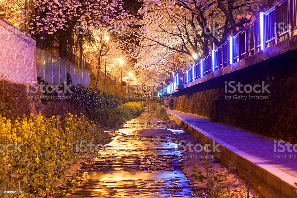 Detail Gambar Pemandangan Alam Bunga Sakura Nomer 46