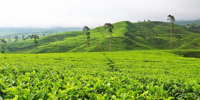 Detail Gambar Pemandangan Alam Hijau Nomer 28