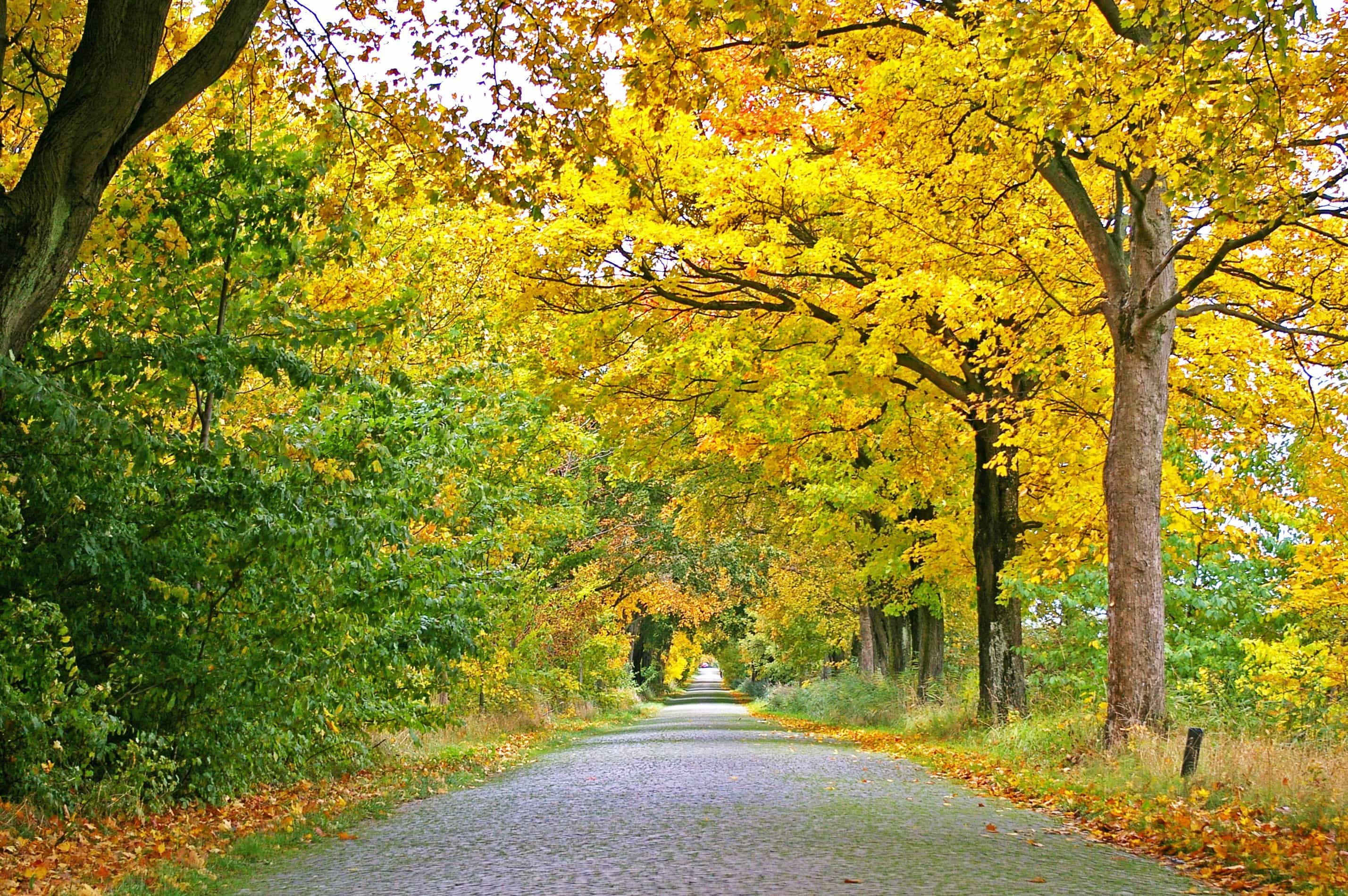 Detail Gambar Pemandangan Alam Hutan Nomer 26