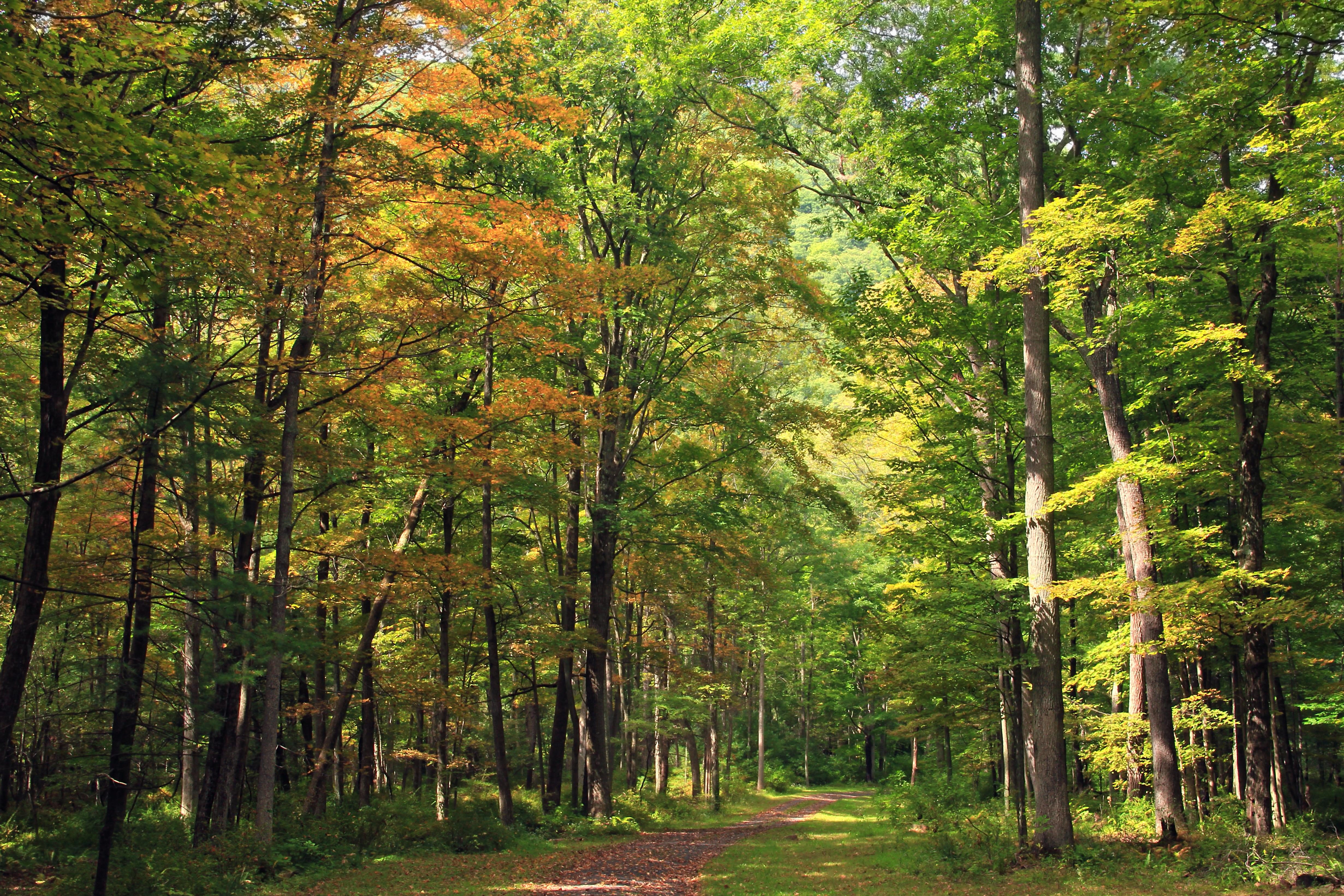 Detail Gambar Pemandangan Alam Hutan Nomer 30