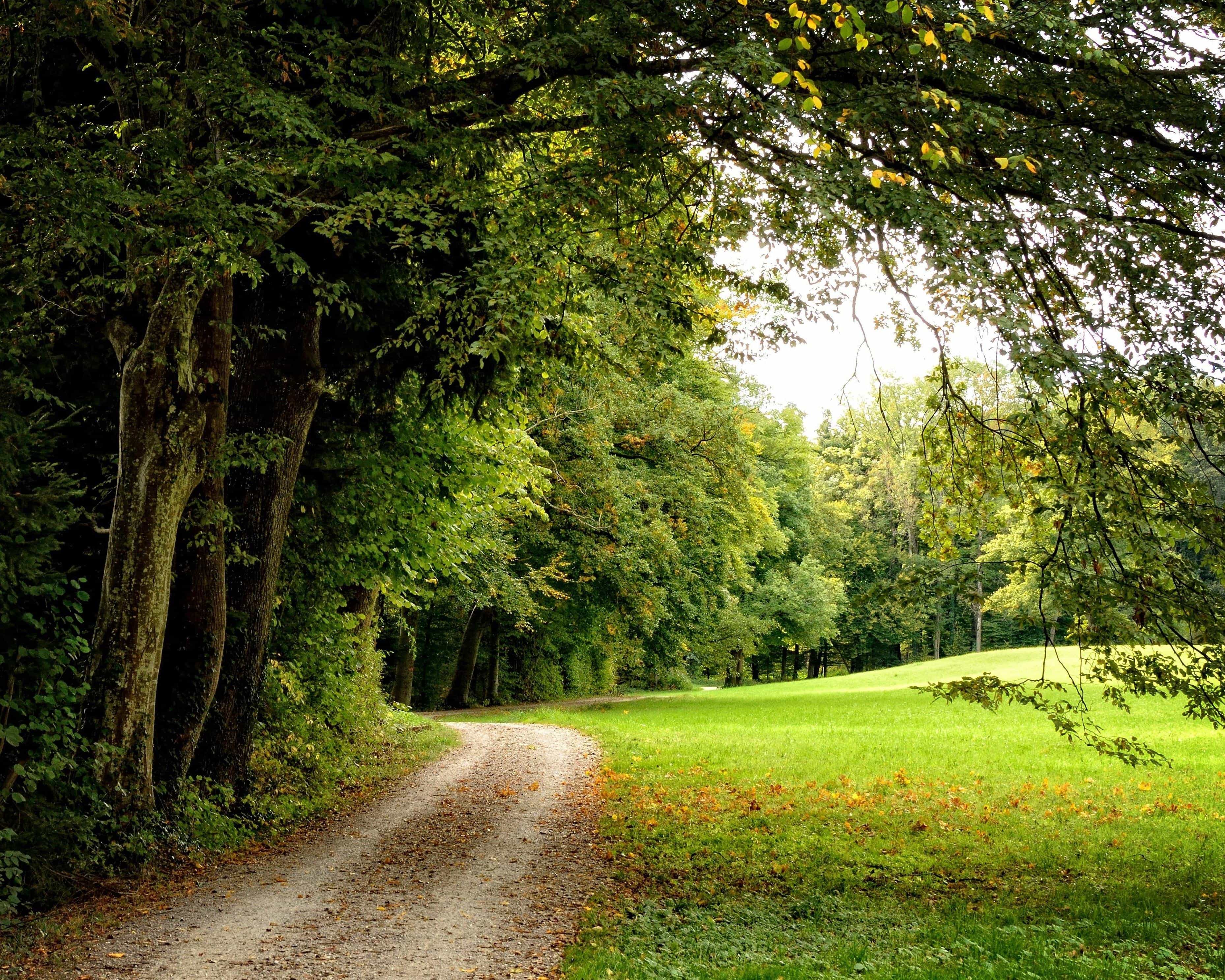 Detail Gambar Pemandangan Alam Hutan Nomer 10