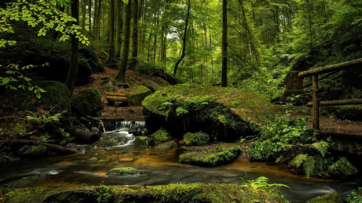 Detail Gambar Pemandangan Alam Pemandangan Alam Hutan Indonesia Nomer 13