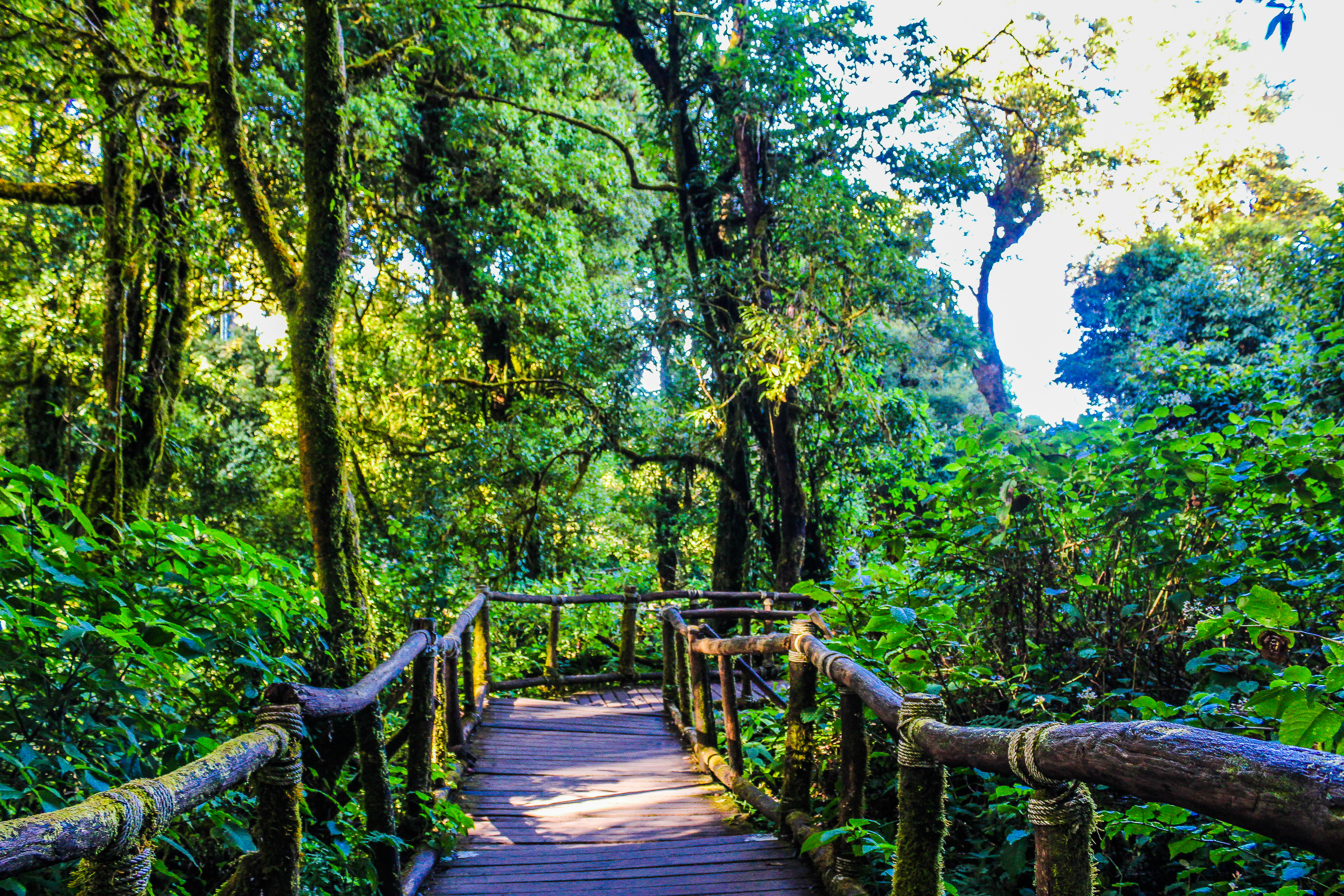 Detail Gambar Pemandangan Alam Pemandangan Alam Hutan Indonesia Nomer 23