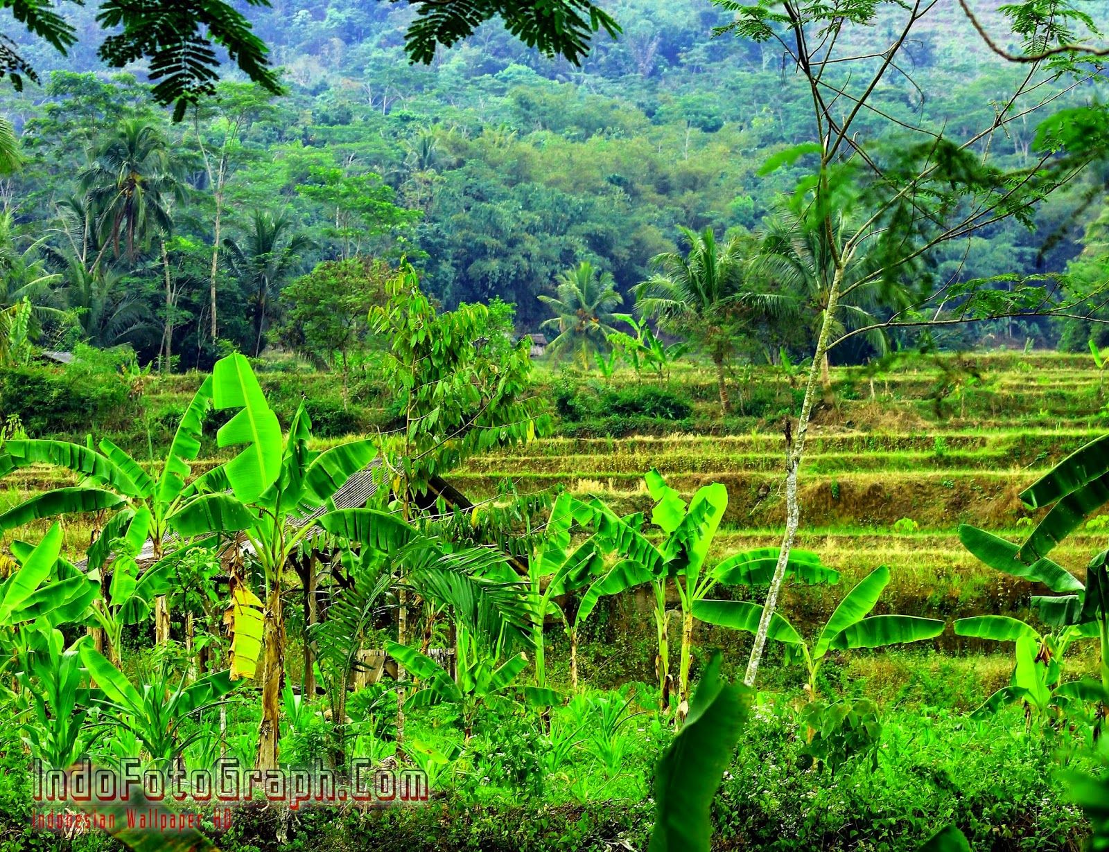 Detail Gambar Pemandangan Alam Pemandangan Alam Hutan Indonesia Nomer 4