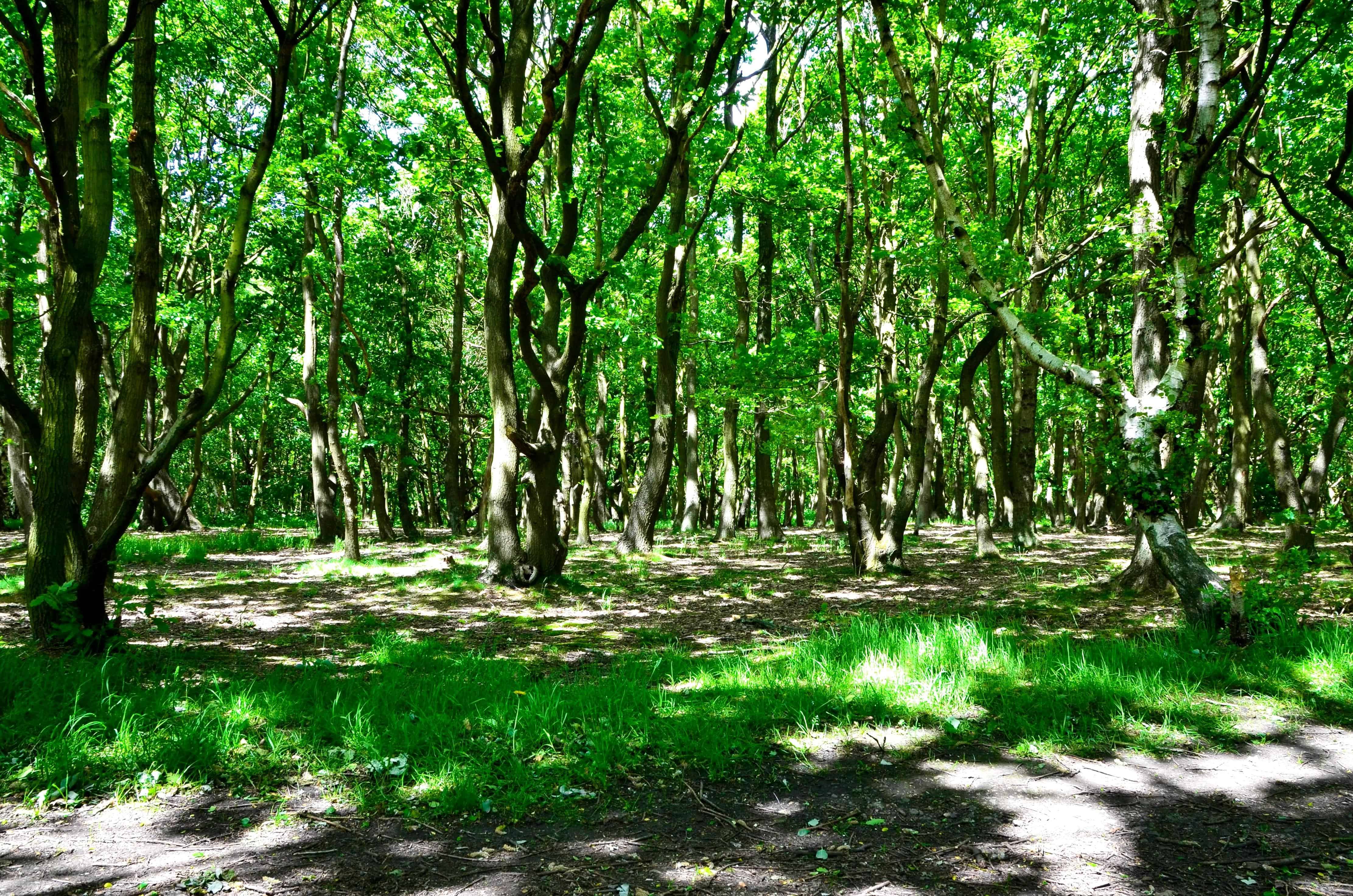 Detail Gambar Pemandangan Alam Pemandangan Alam Hutan Indonesia Nomer 40