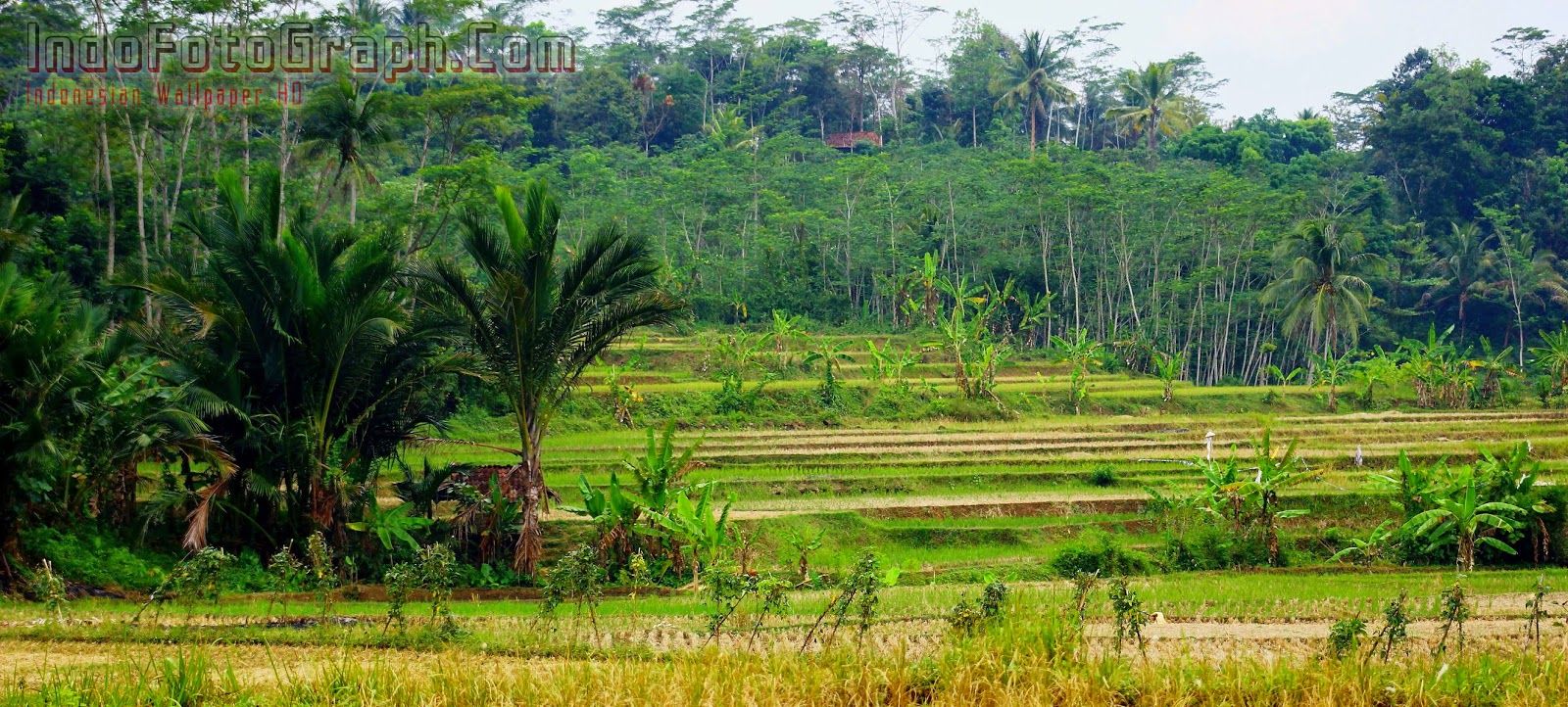 Detail Gambar Pemandangan Alam Pemandangan Alam Indonesia Nomer 39