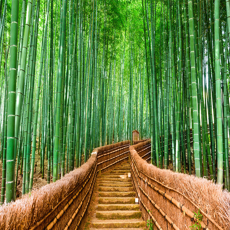 Detail Gambar Pemandangan Bambu Nomer 18