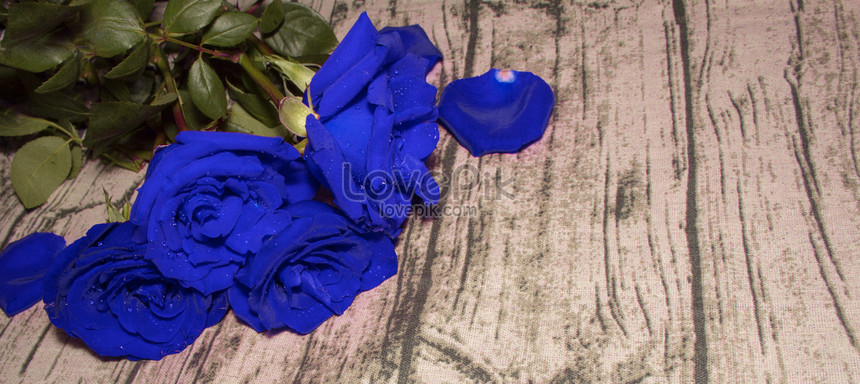 Detail Gambar Pemandangan Bunga Mawar Biru Nomer 25
