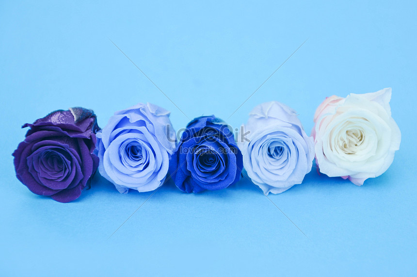 Detail Gambar Pemandangan Bunga Mawar Biru Nomer 28