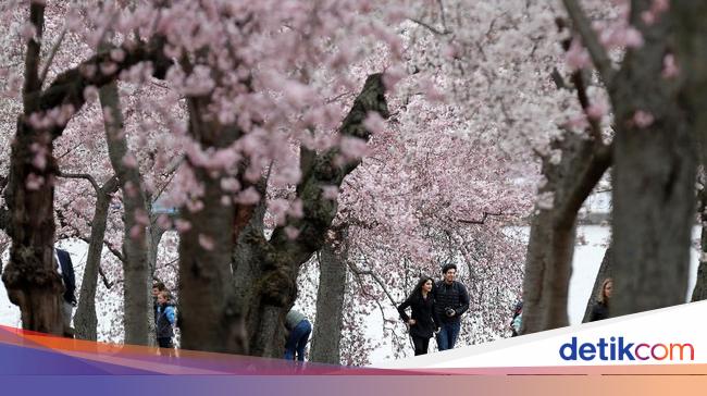 Detail Gambar Pemandangan Bunga Sakura Nomer 36