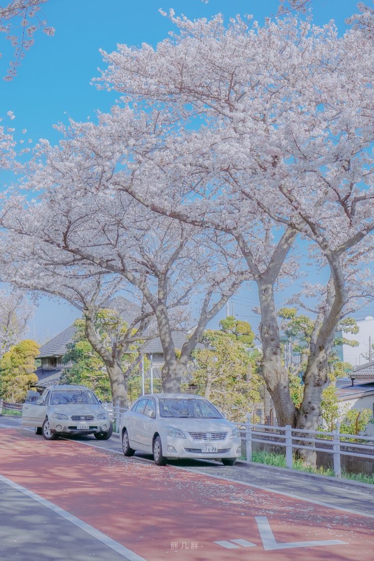 Detail Gambar Pemandangan Bunga Sakura Dengan Pensil Warna Nomer 25