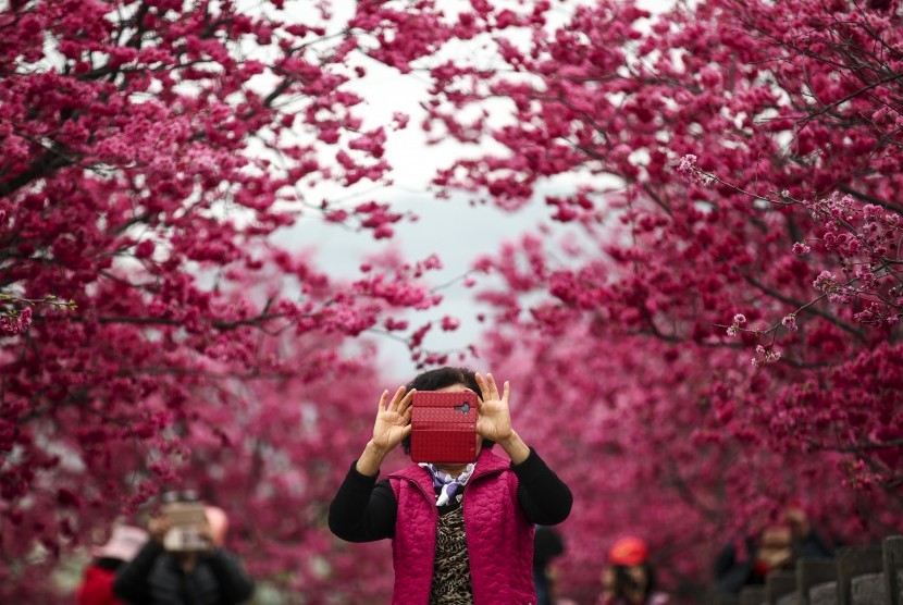 Detail Gambar Pemandangan Bunga Sakura Merah Nomer 8