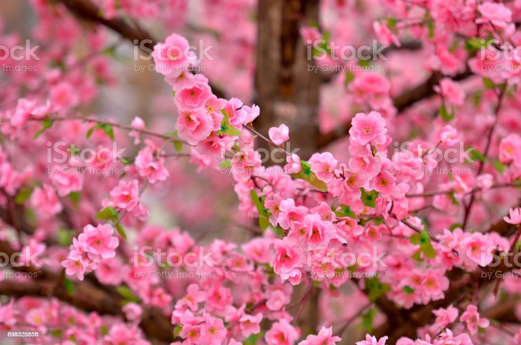 Detail Gambar Pemandangan Bunga Sakura Merah Nomer 19