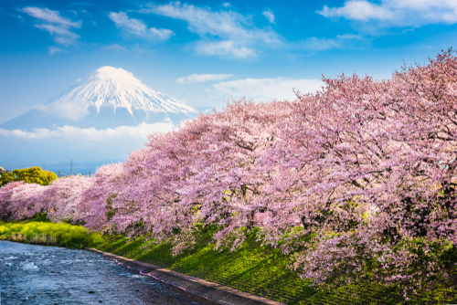 Detail Gambar Pemandangan Bunga Sakura Merah Nomer 21