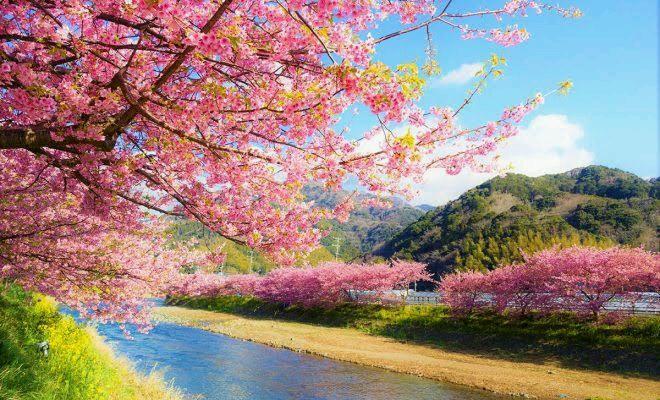 Detail Gambar Pemandangan Bunga Sakura Merah Nomer 22
