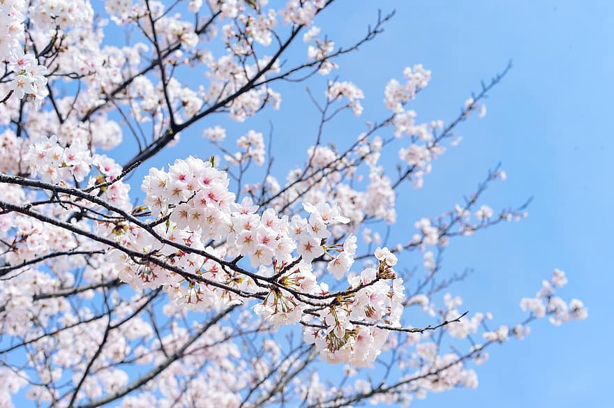 Detail Gambar Pemandangan Bunga Sakura Merah Nomer 23