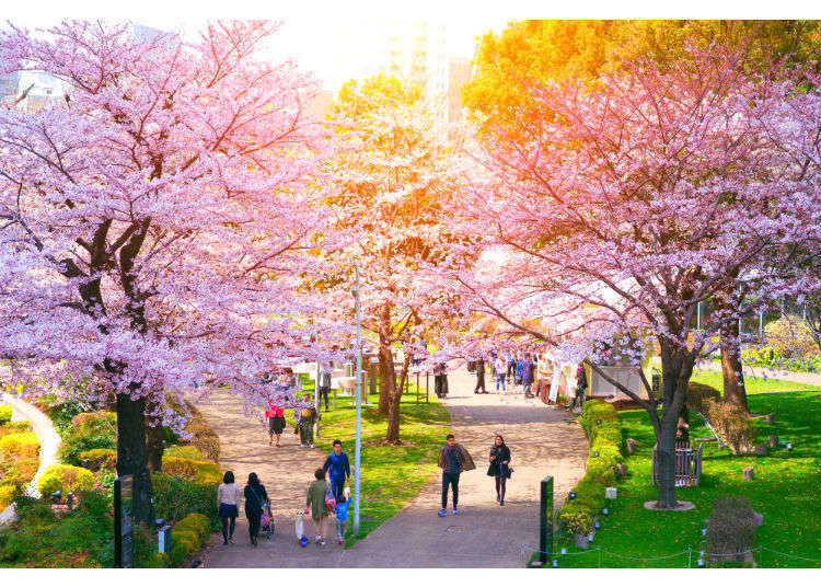 Detail Gambar Pemandangan Bunga Sakura Merah Nomer 28