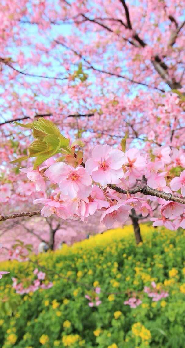 Detail Gambar Pemandangan Bunga Sakura Merah Nomer 39