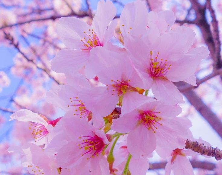 Detail Gambar Pemandangan Bunga Sakura Merah Nomer 6