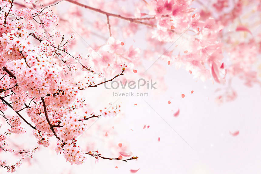 Detail Gambar Pemandangan Bunga Sakura Merah Nomer 7