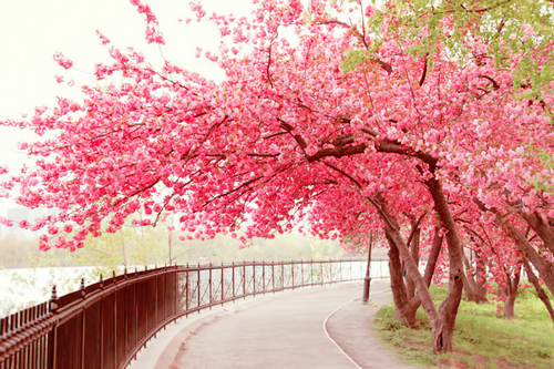 Detail Gambar Pemandangan Bunga Sakura Yg Indah Nomer 17