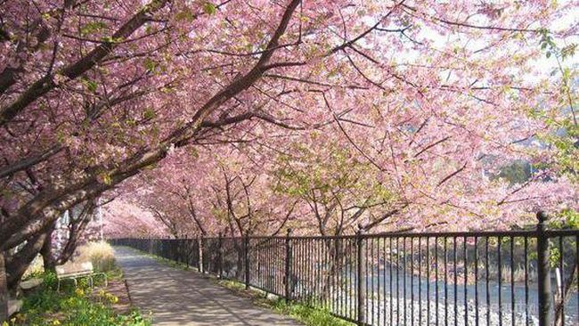 Detail Gambar Pemandangan Bunga Sakura Yg Indah Nomer 24