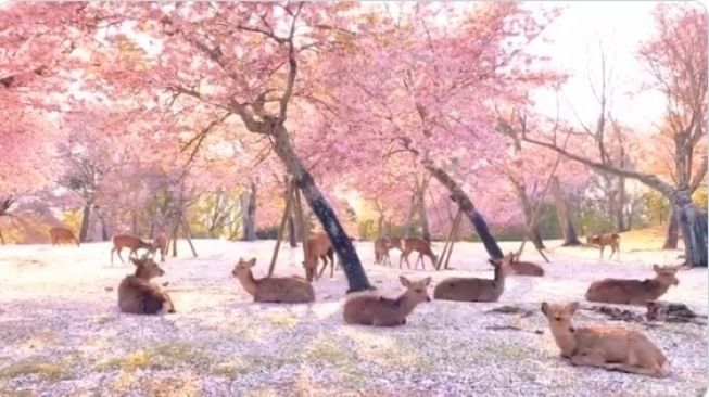 Detail Gambar Pemandangan Bunga Sakura Yg Indah Nomer 25