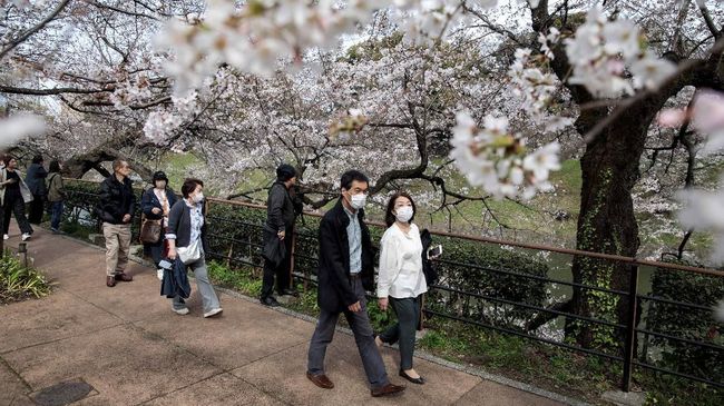 Detail Gambar Pemandangan Bunga Sakura Yg Indah Nomer 33