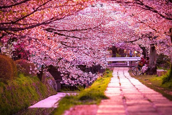 Detail Gambar Pemandangan Bunga Sakura Yg Indah Nomer 5