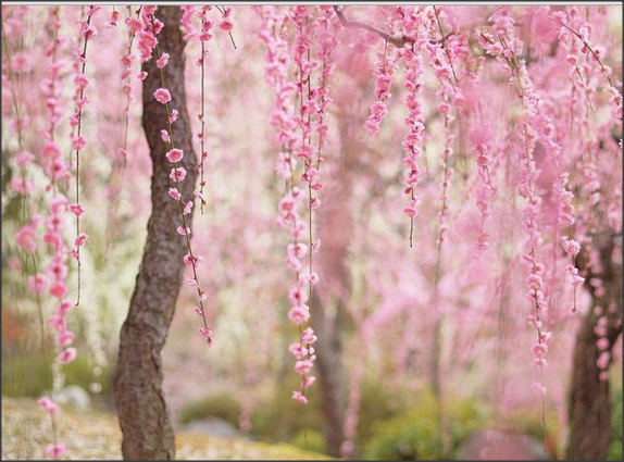 Detail Gambar Pemandangan Bunga Sakura Yg Indah Nomer 49