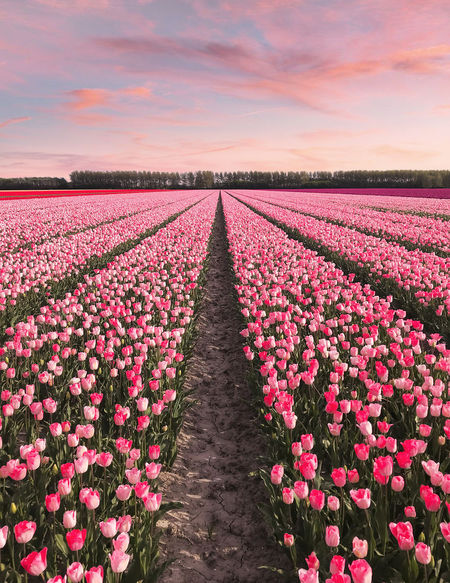 Gambar Pemandangan Bunga Tulip Di Belanda - KibrisPDR