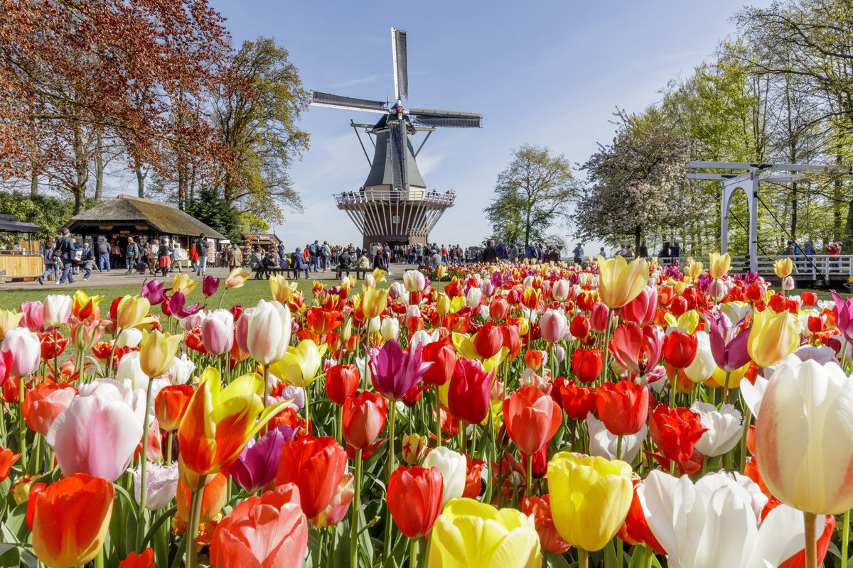 Detail Gambar Pemandangan Bunga Tulip Di Belanda Nomer 8