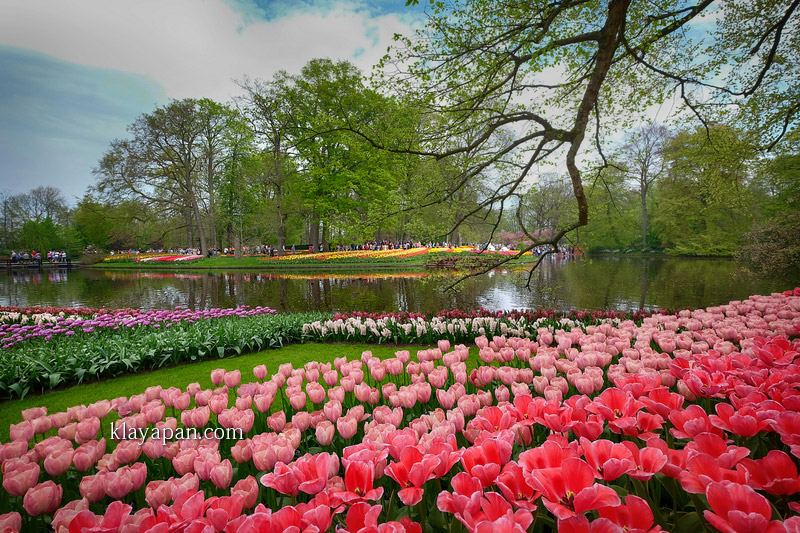 Detail Gambar Pemandangan Bunga Tulip Di Belanda Nomer 9