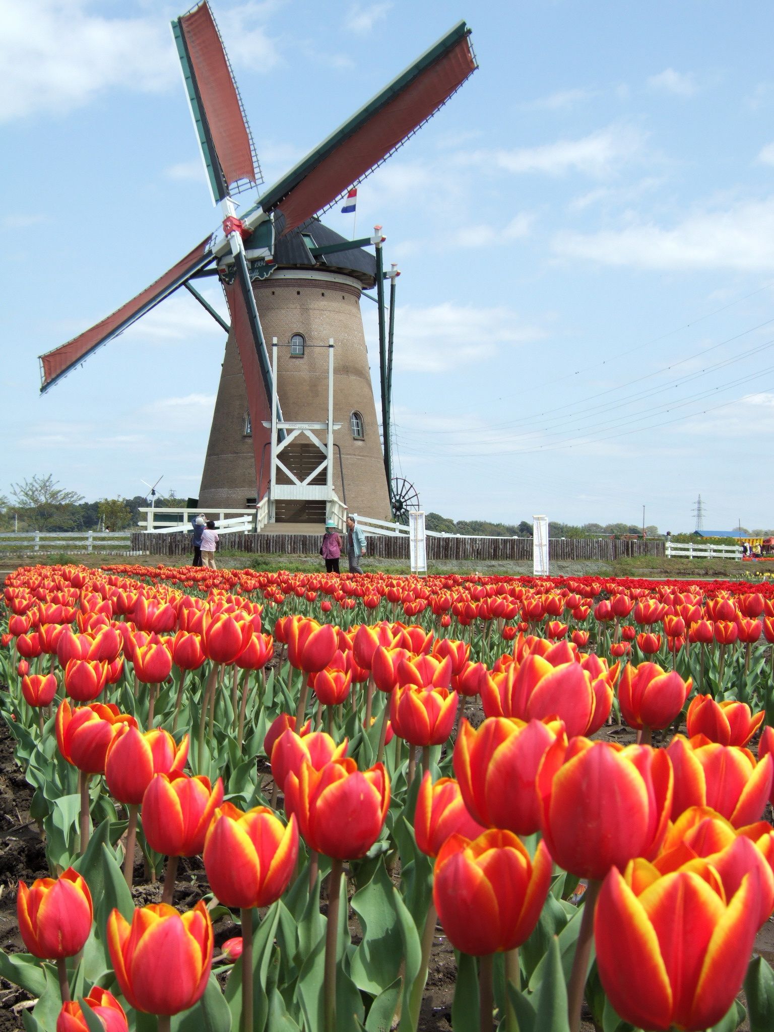 Detail Gambar Pemandangan Bunga Tulip Di Belanda Nomer 14