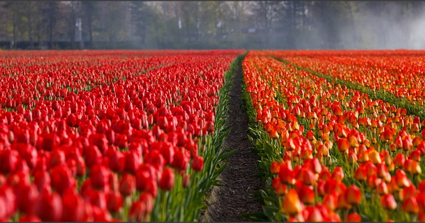 Detail Gambar Pemandangan Bunga Tulip Di Belanda Nomer 17