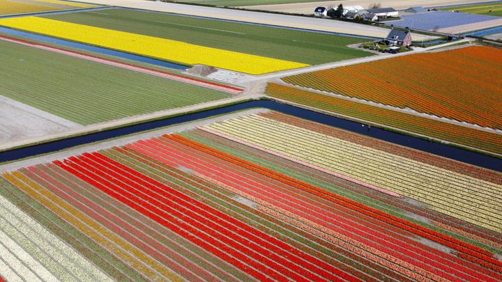 Detail Gambar Pemandangan Bunga Tulip Di Belanda Nomer 34