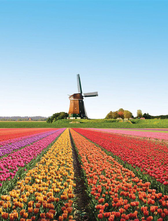 Detail Gambar Pemandangan Bunga Tulip Di Belanda Nomer 36