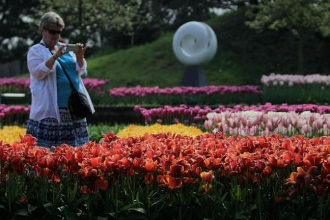 Detail Gambar Pemandangan Bunga Tulip Di Belanda Nomer 37