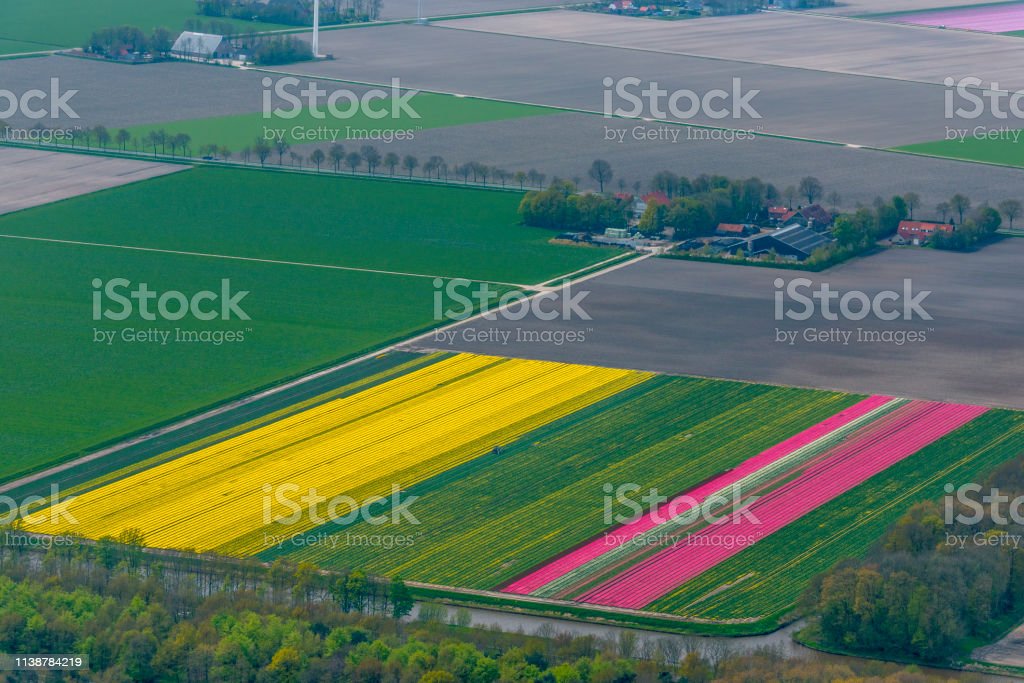 Detail Gambar Pemandangan Bunga Tulip Di Belanda Nomer 38