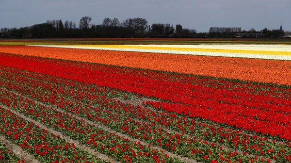 Detail Gambar Pemandangan Bunga Tulip Di Belanda Nomer 39