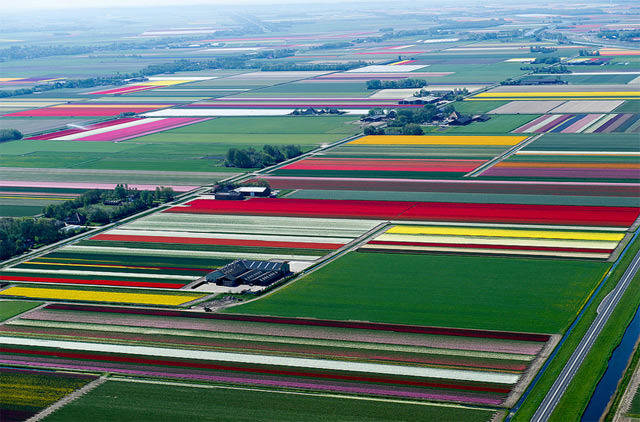 Detail Gambar Pemandangan Bunga Tulip Di Belanda Nomer 43