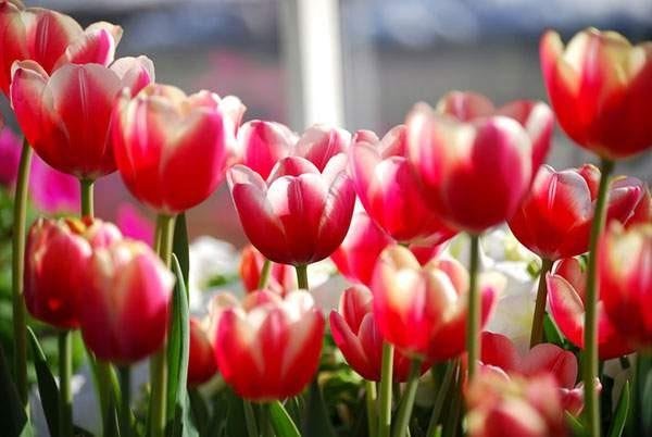 Detail Gambar Pemandangan Bunga Tulip Di Belanda Nomer 47