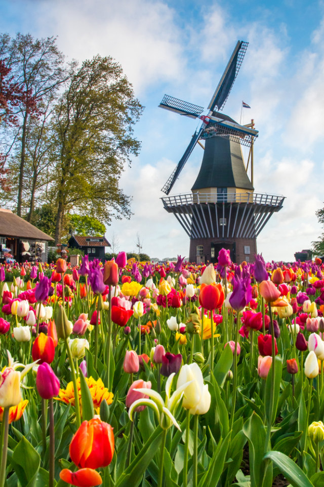Detail Gambar Pemandangan Bunga Tulip Di Belanda Nomer 7