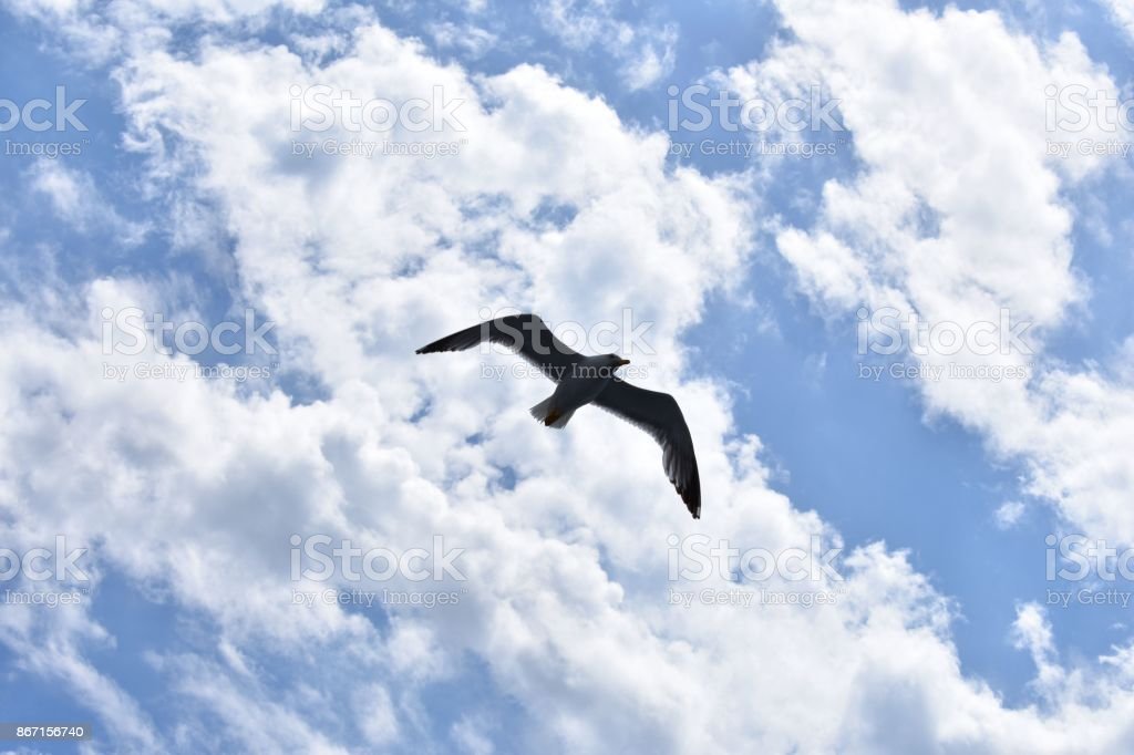 Detail Gambar Pemandangan Burung Terbang Nomer 2