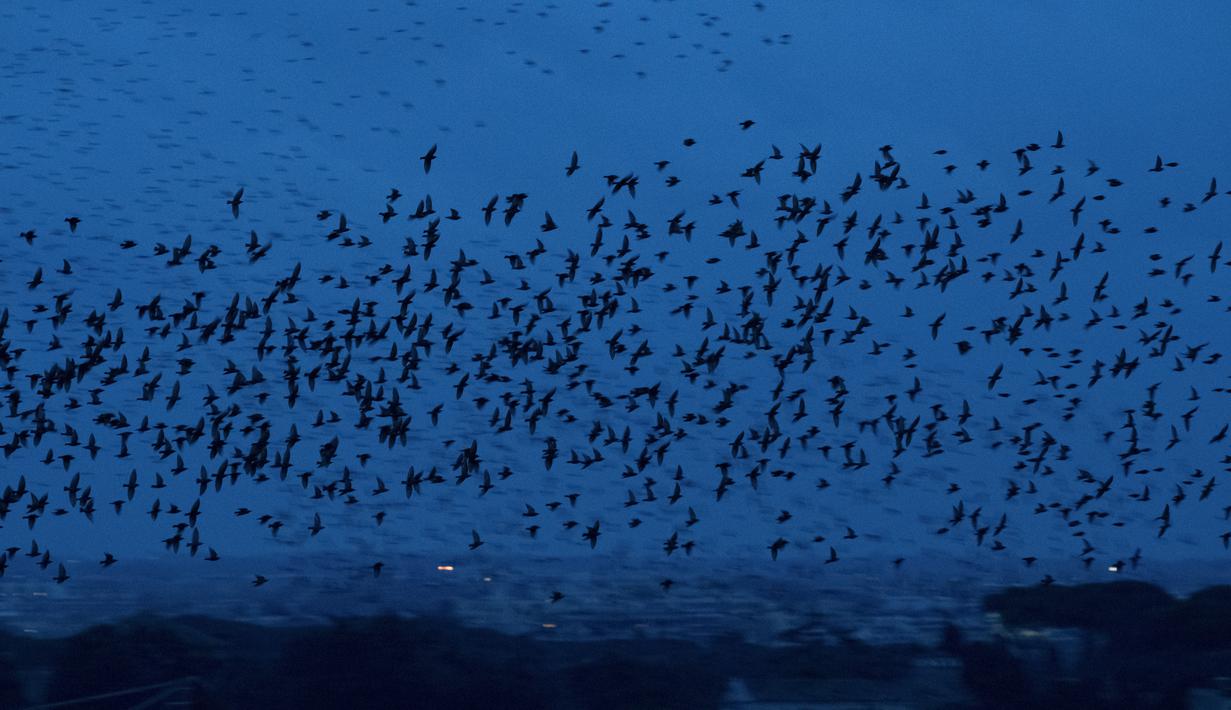 Detail Gambar Pemandangan Burung Terbang Nomer 11