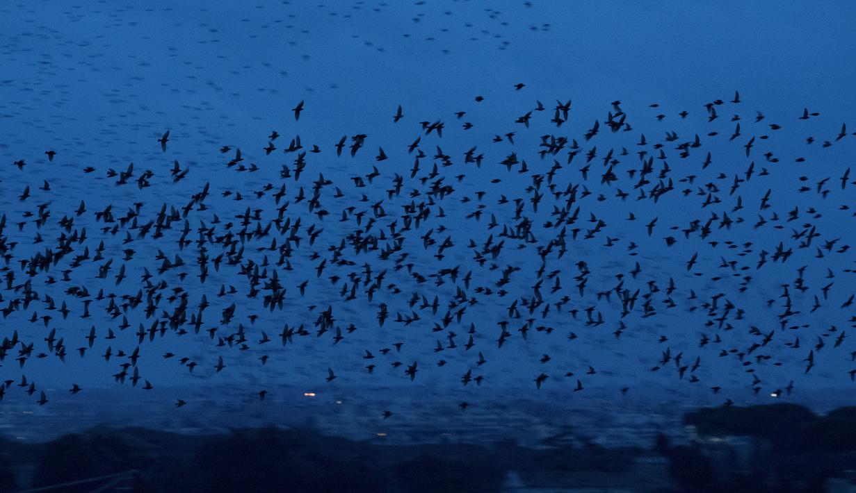 Detail Gambar Pemandangan Burung Terbang Nomer 11